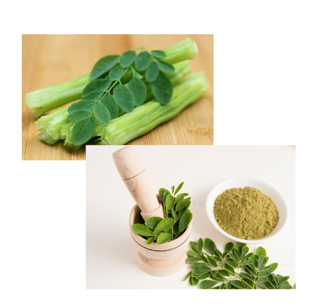moringa_turkiye_mucize_bitki